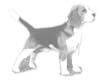 Beagle - perros PedroValencia.com