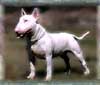 Bull Terrier - perros PedroValencia.com