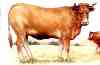 Limousine - ganado bovino PedroValencia.com